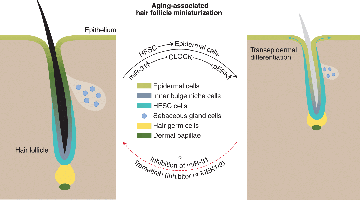 perte cellules souches follicule pileux calvitie