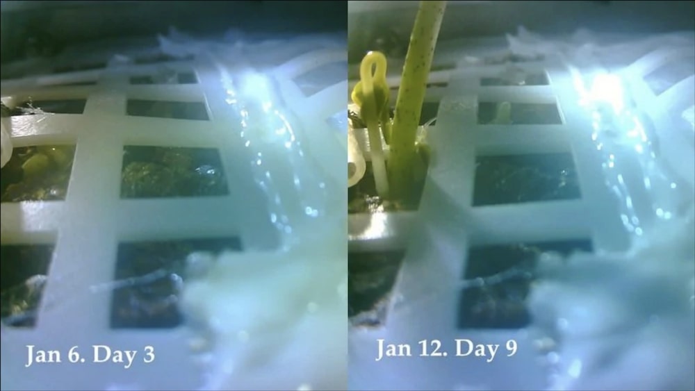 plante chinoise lune graine-coton comparaison pousse