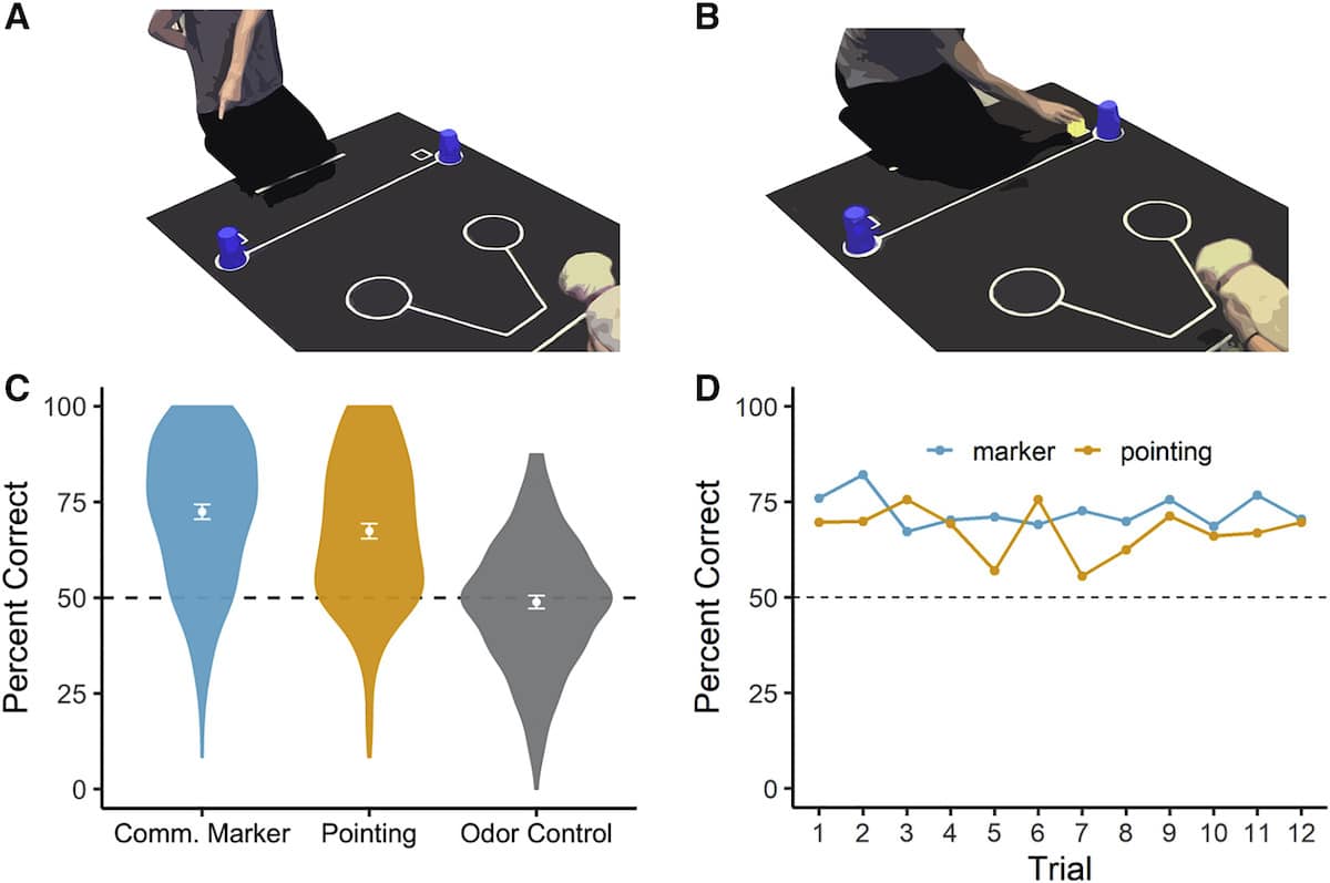 precedure taches suivi chiens humain gestes