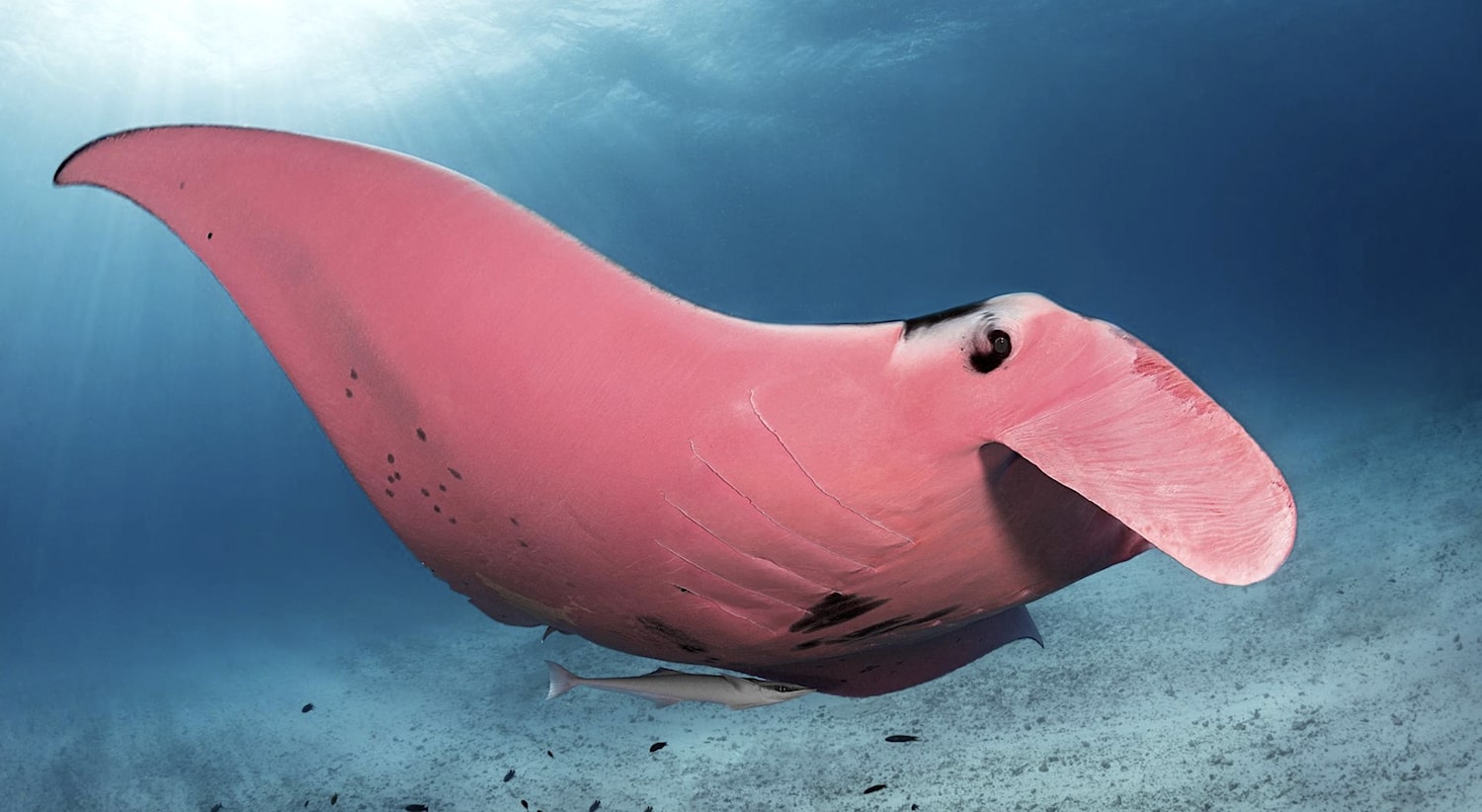 raie manta rose unique connue