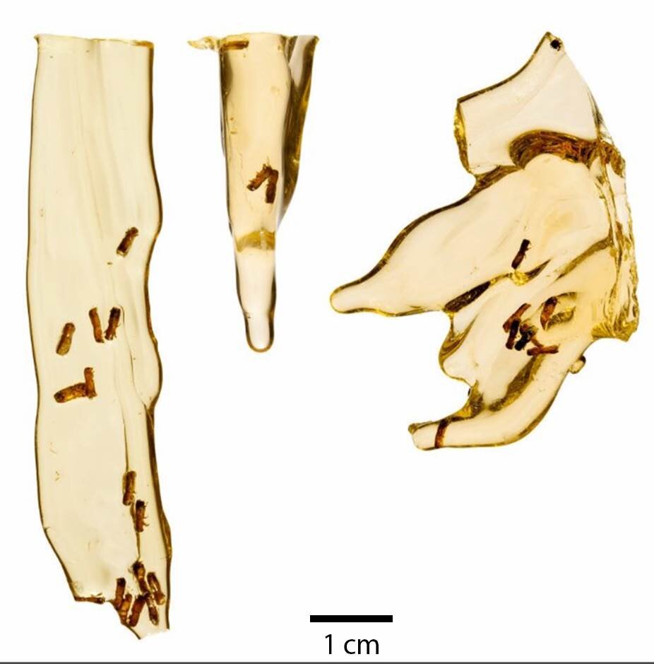 resine coleoptere ambroisie incrustes
