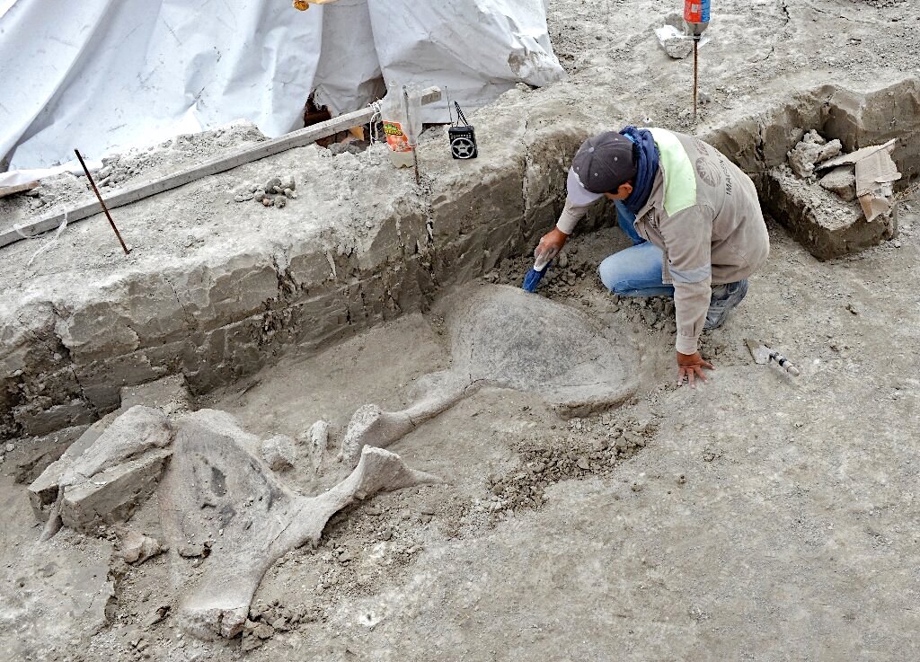 restes 14 mammouths decouverts mexique