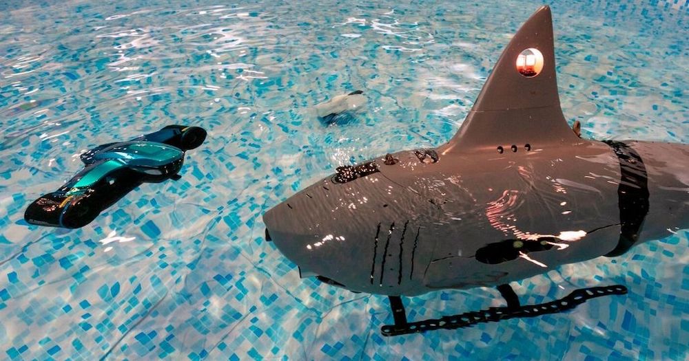 robo-shark test piscine
