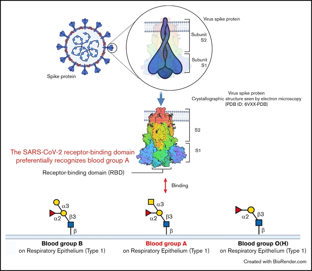 sars-cov-2 preference groupe sanguin a