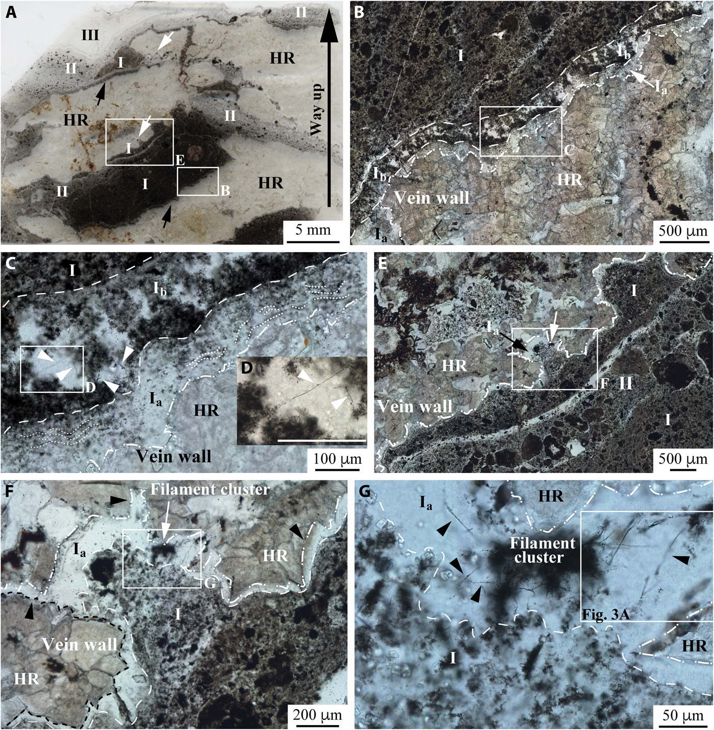 scan echantillon fossile archees filaments 3 milliards annees