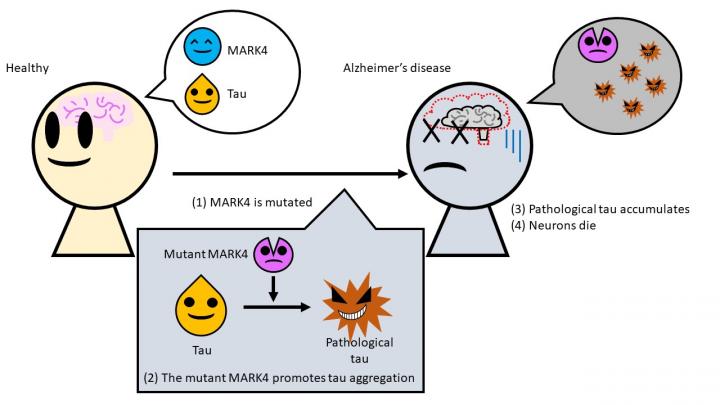 schema enzyme mark4 defectueuse accumulation tau