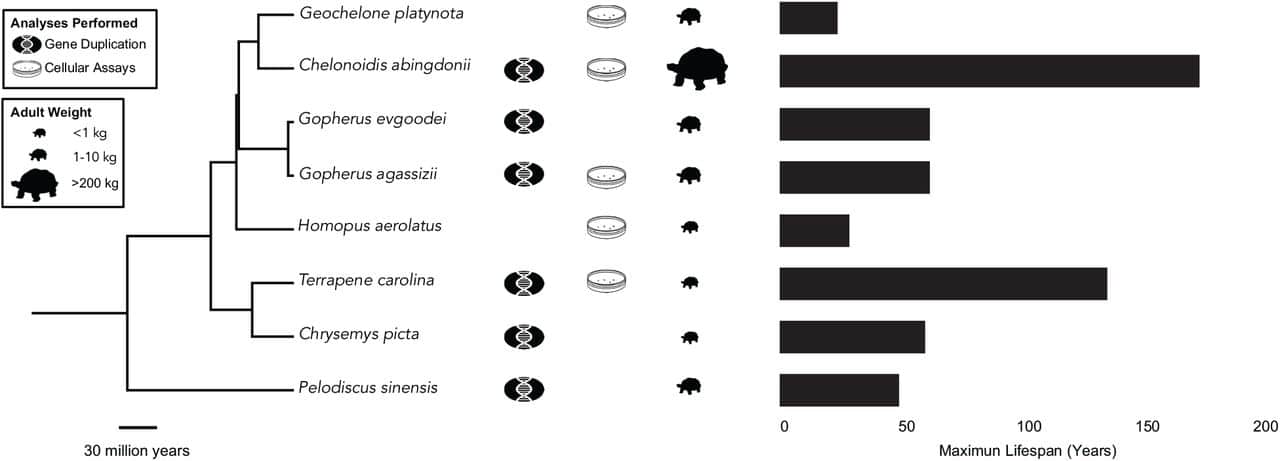 schema etude reaction stress cellules tortues