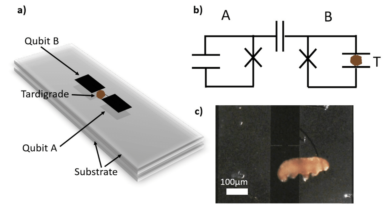 schema experience intrication tardigrade