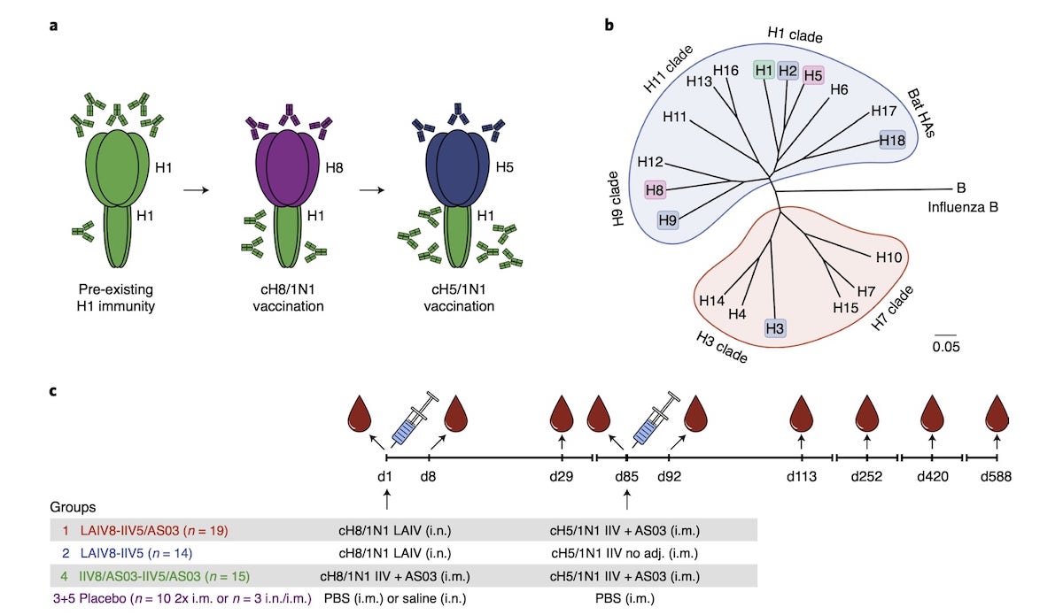 schema explication vaccin universel grippe