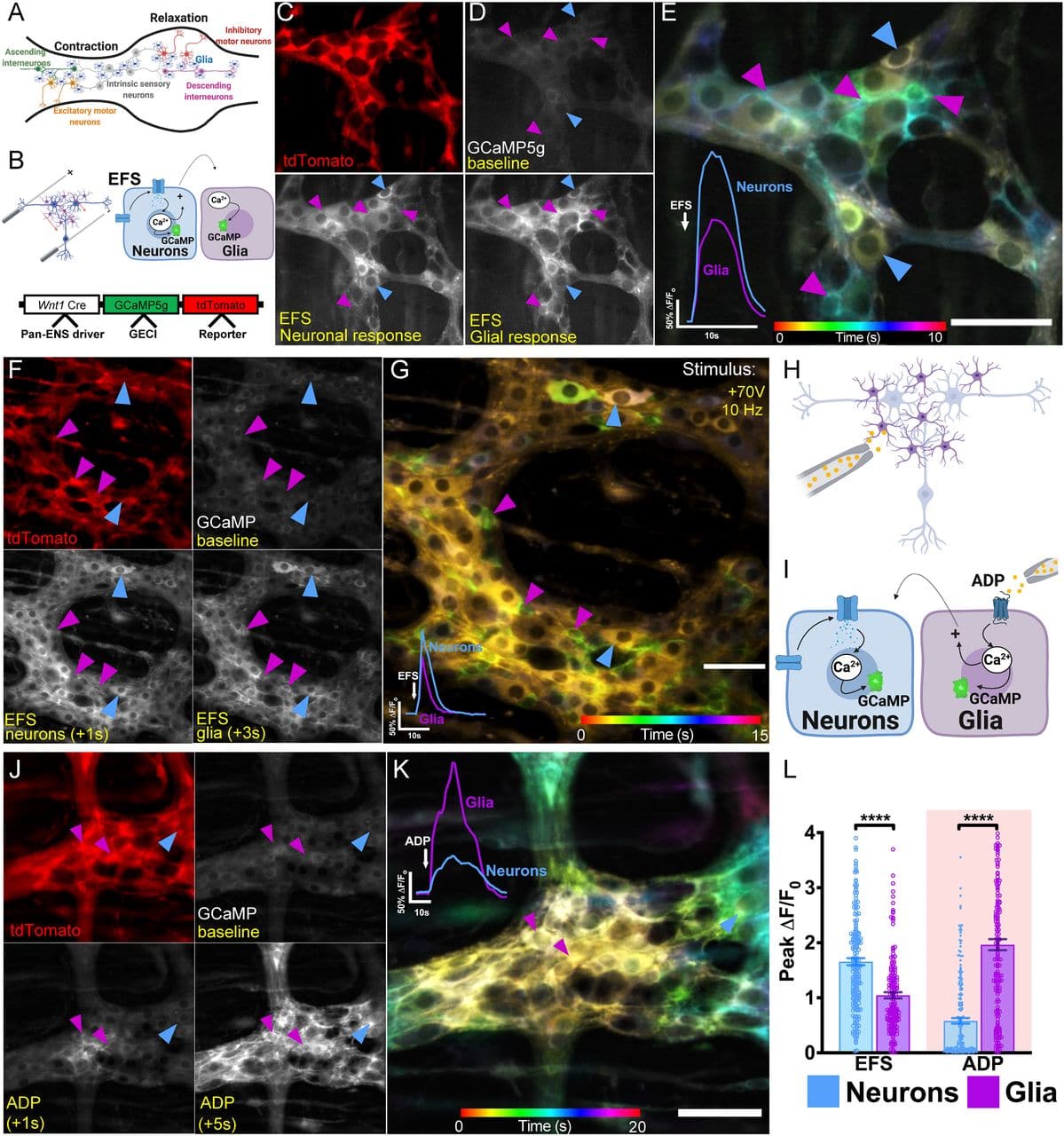 schema glies intestins activation 2021 proceedings