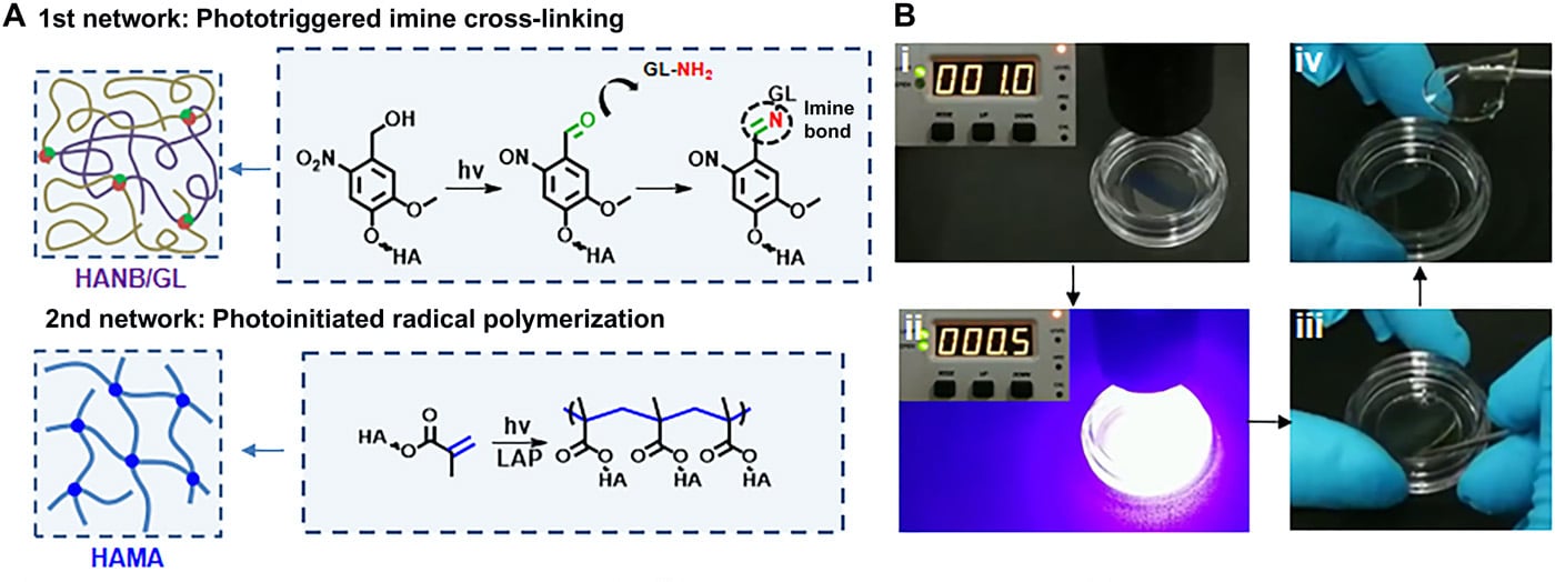 schema hydrogel cartilage