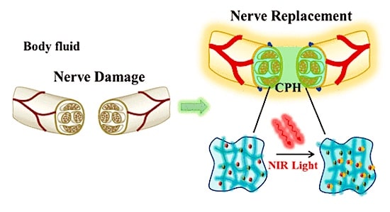 schema hydrogel polymere conducteur reparation nerveuse