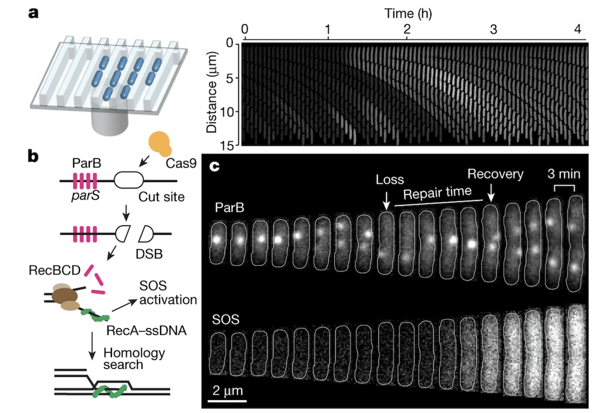 schema image reparation adn par bacteries