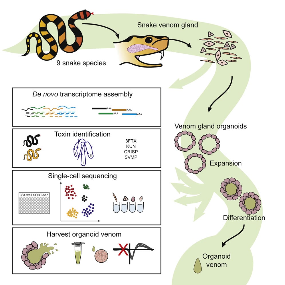 schema organoides glandes serpent production venin
