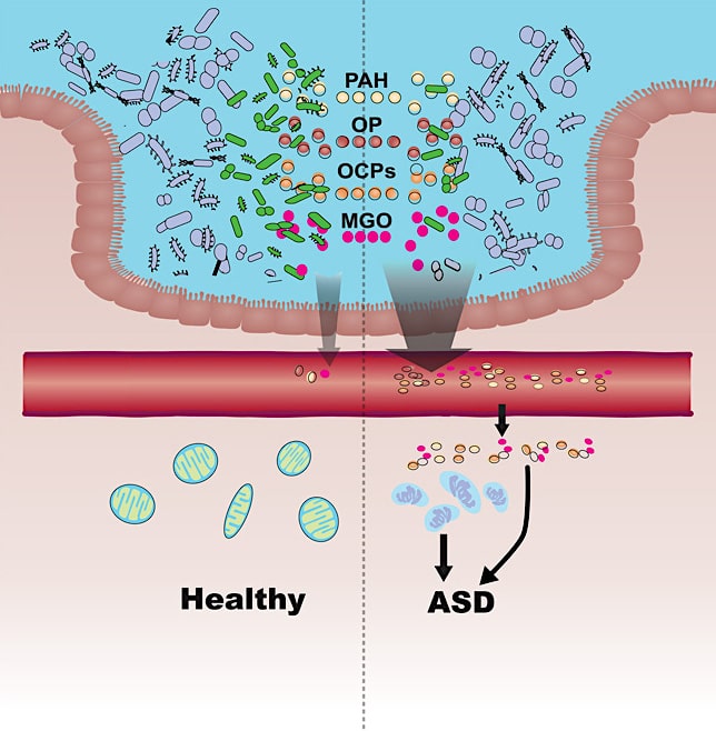 schema permeabilite intestinale detoxification microbienne cause autisme