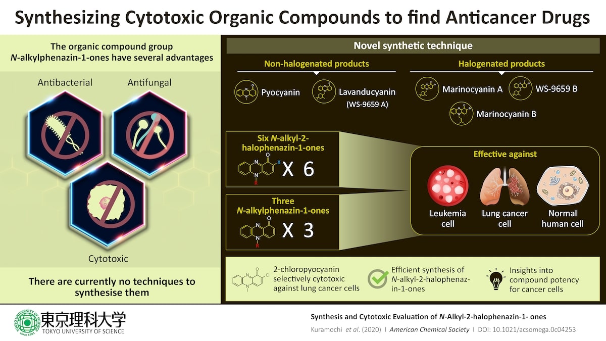 schema synthese evaluation cytotoxique n-alkyl-2-halophenazin