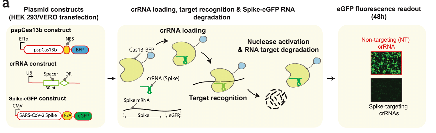 schema test utilisation crispr suivi degradation proteine pointe sars-cov-2