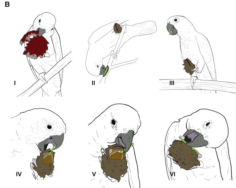 sequence comportementale utilisation outils cacatoes fruit