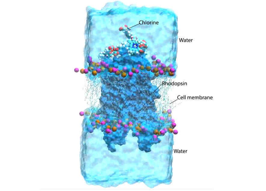 simulation rhodopsine chlorine e6