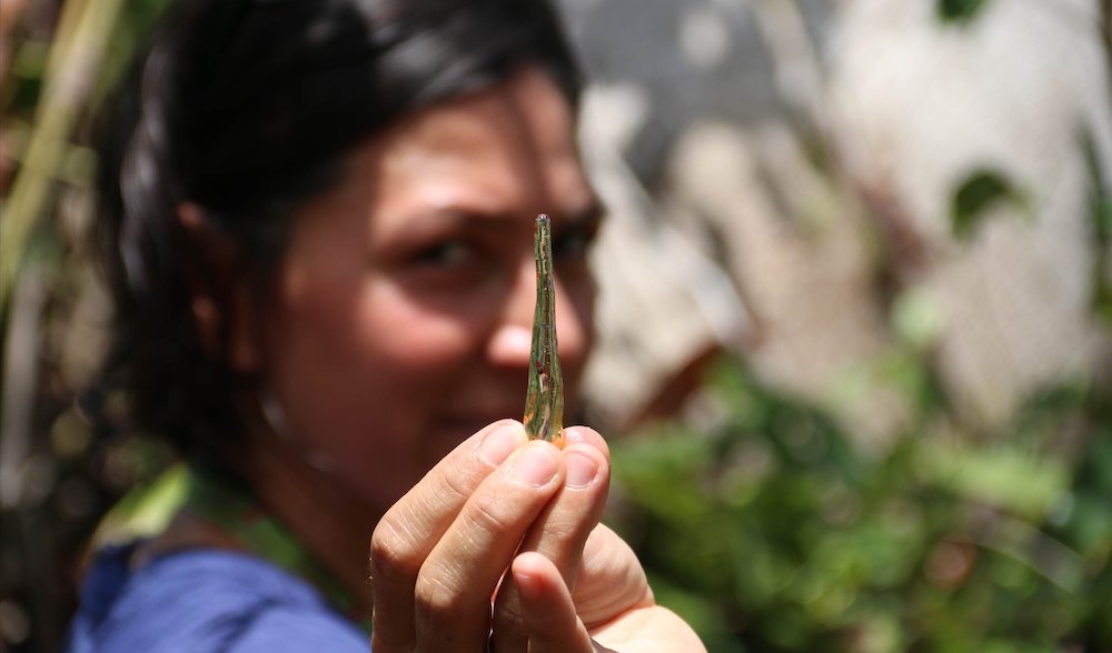 solorzano-kraemer chercheurs extraient adn insectes incrustes dans resine