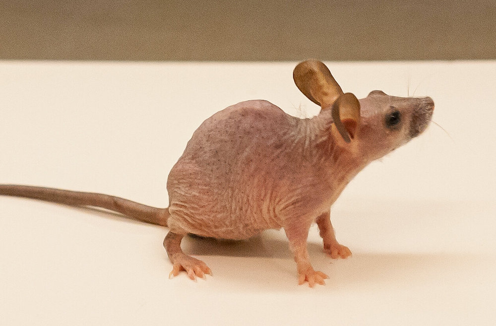 souris genetiquement modifiee genes perte poils