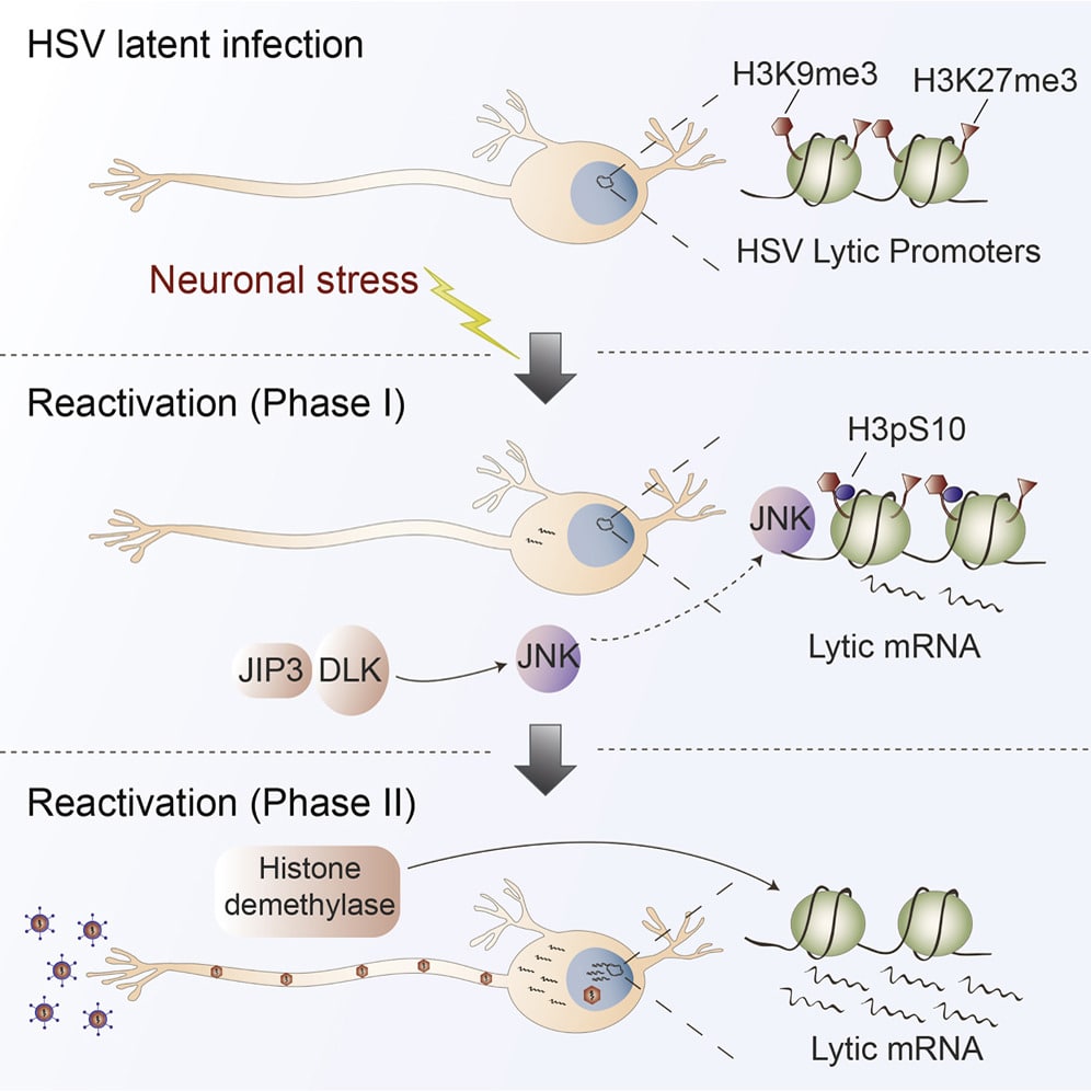 stress nerveux activation herpes