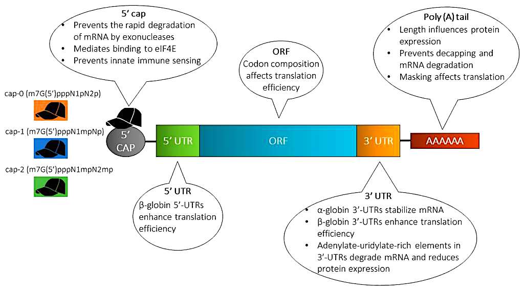 structure arnm utilises preparations vaccinales