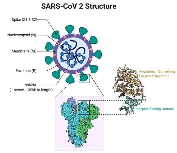 structure coronavirus proteine spike