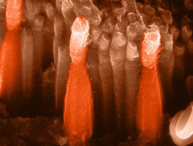 tiges recepteurs photosensibles yeux