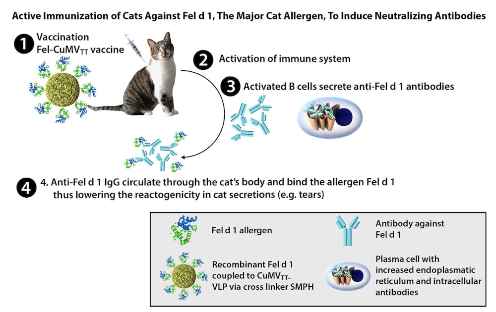 vaccin contre allergies aux chats schema fonctionnement