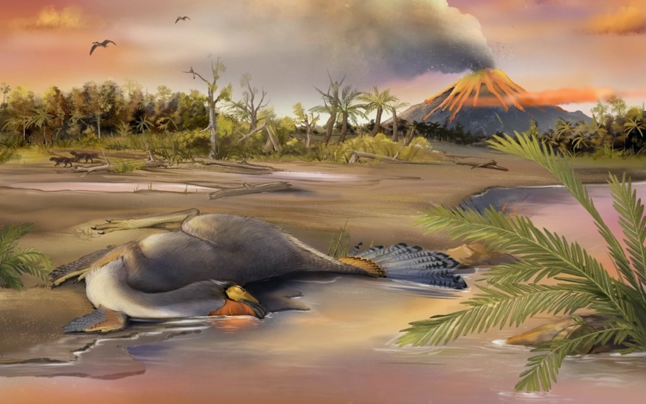 vue artiste Caudipteryx biote jehol