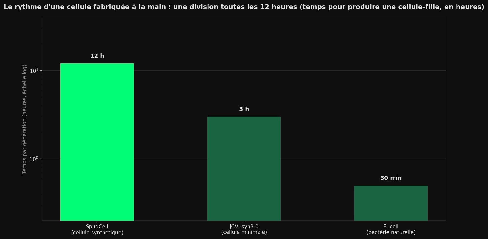 Graphique en barres comparant le temps de division : SpudCell 12 heures, JCVI-syn3.0 3 heures, E. coli 30 minutes, sur échelle logarithmique