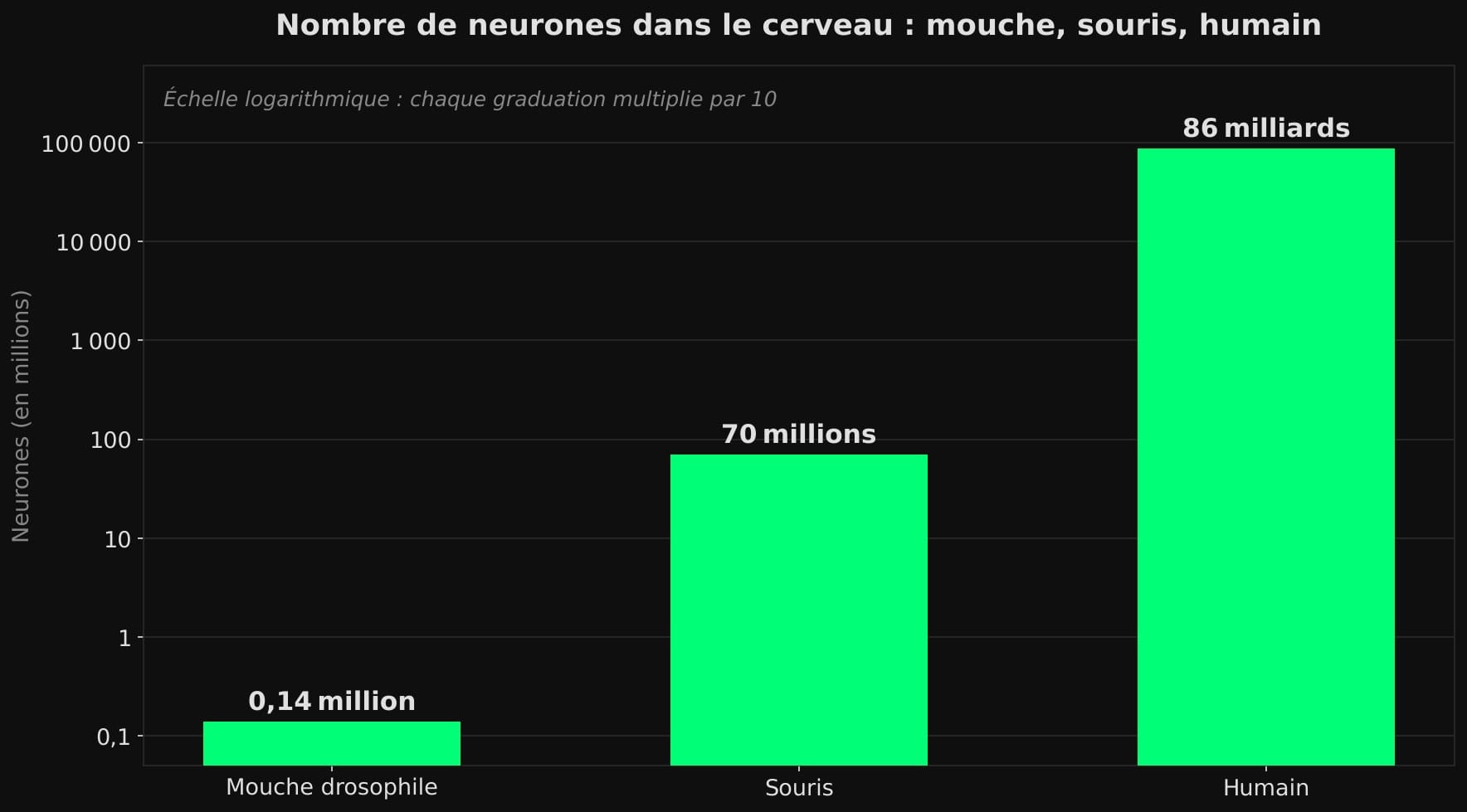 Nombre de neurones dans le cerveau : mouche, souris, humain