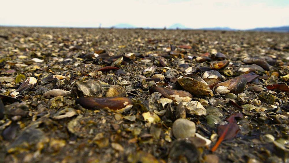 1 milliard de créatures marines cuites durant la vague de chaleur du Nord-Ouest Pacifique