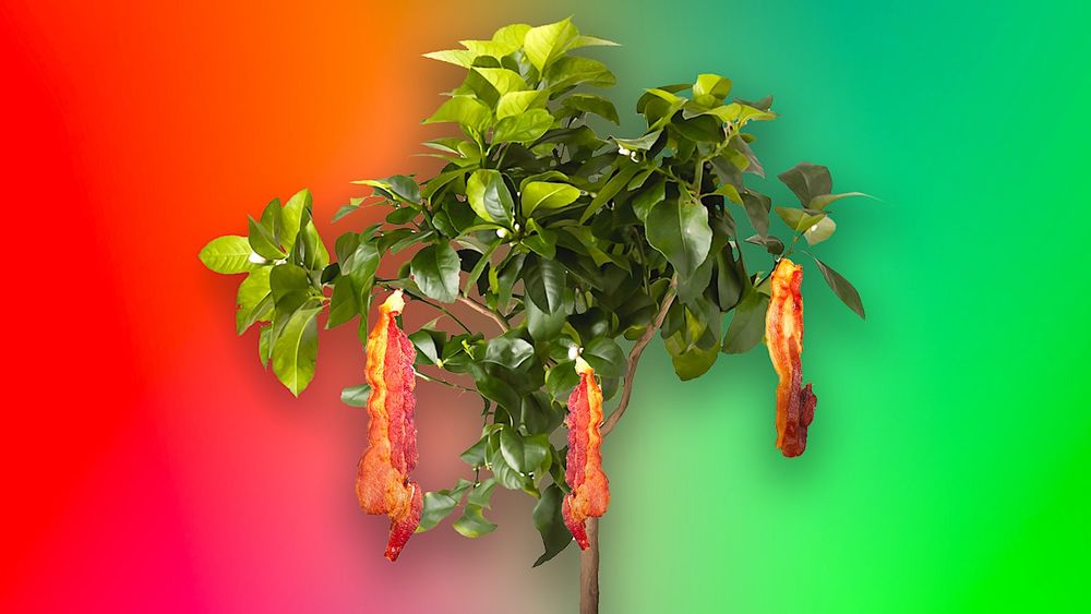 41% des jeunes enfants américains pensent que le bacon provient d'une plante