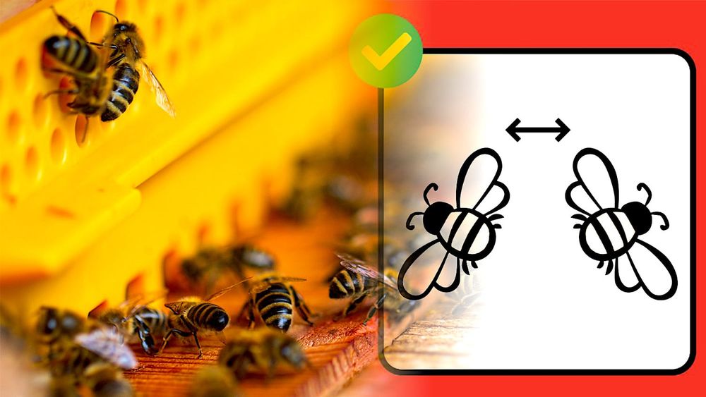 Les abeilles utilisent la distanciation sociale pour se protéger des parasites