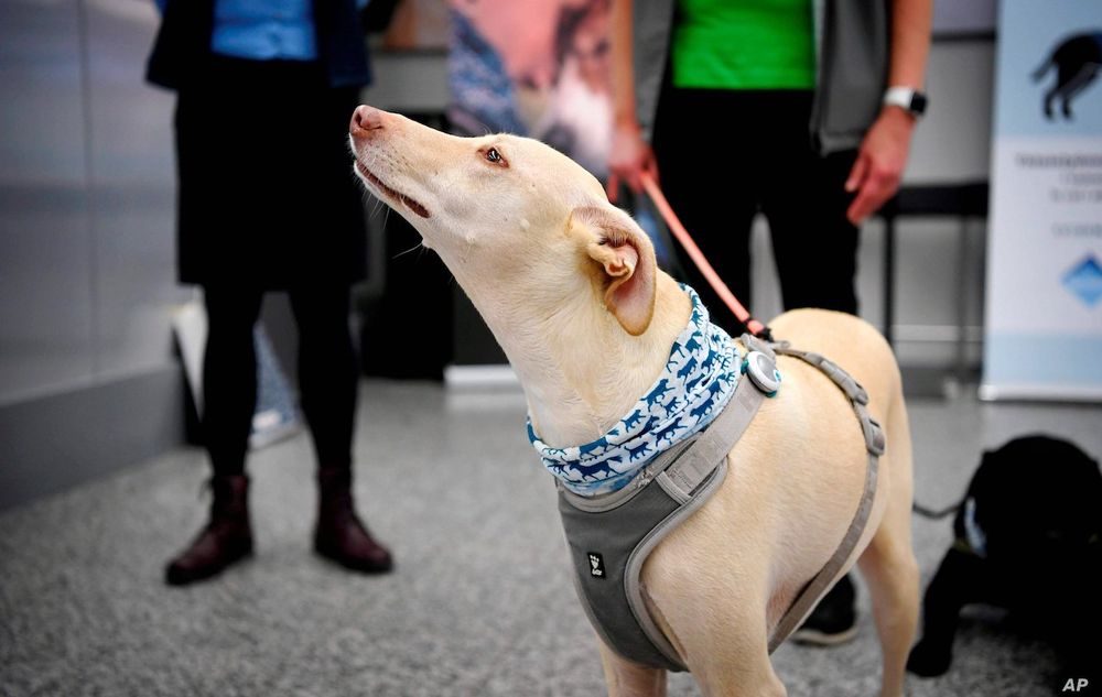 COVID-19 : l'aéroport d'Helsinki utilise des chiens renifleurs pour détecter les infections, et les résultats sont prometteurs