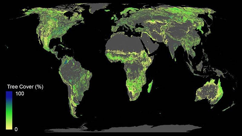 L'ajout d'un milliard d'hectares de forêts pourrait aider à contrôler le réchauffement climatique