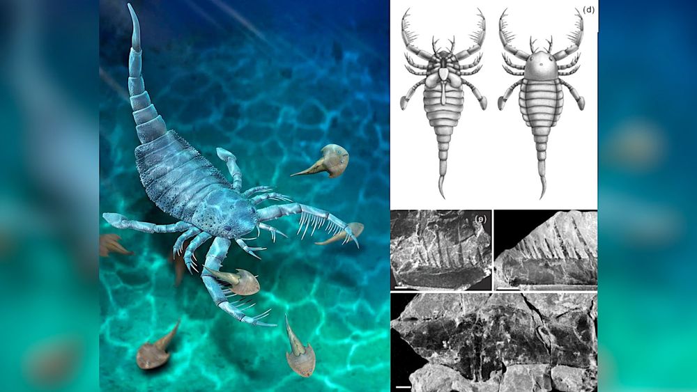 Un ancien scorpion de mer de la taille d'un chien découvert en Chine