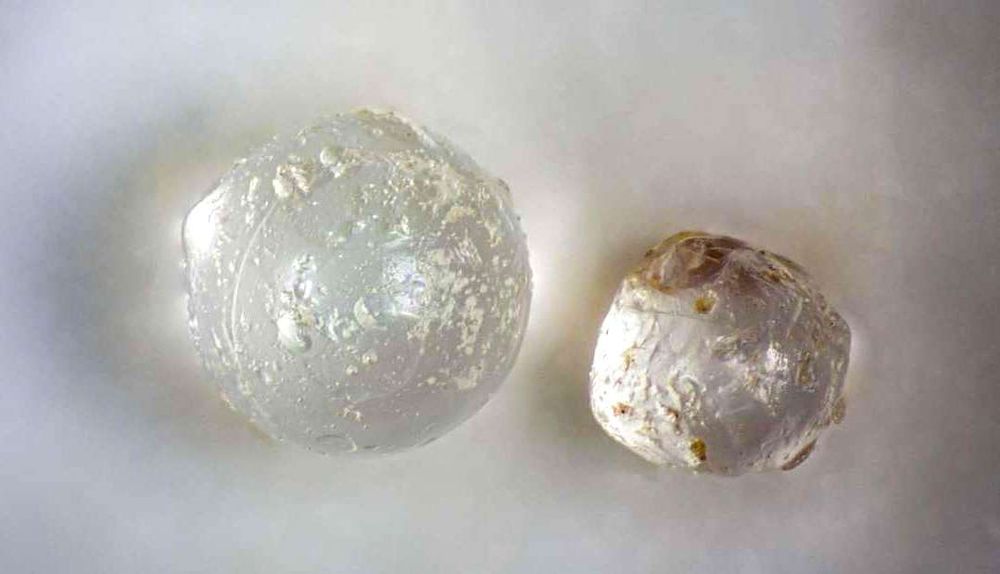 Des "billes cosmiques" à l'intérieur de palourdes fossilisées capturent les traces probables d'un ancien impact météoritique