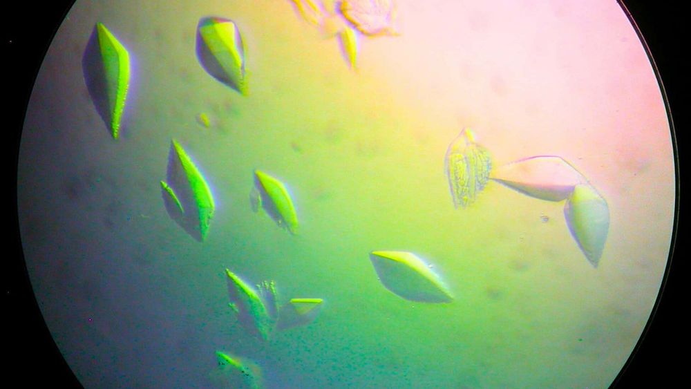 Découverte d'une protéine réparatrice d'ADN qui pourrait conduire à un vaccin contre le cancer