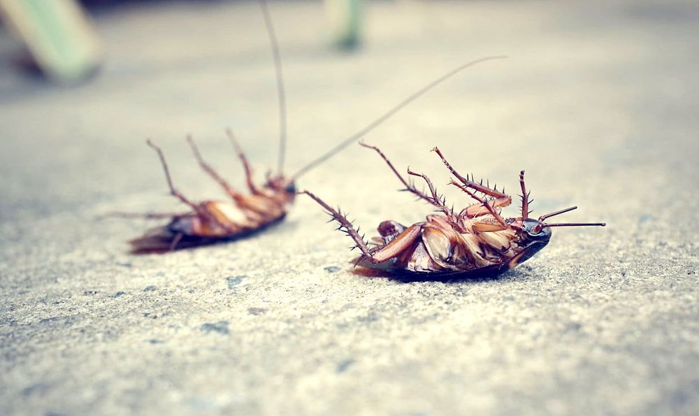 Les cafards évoluent si rapidement qu'ils deviennent "presque impossibles" à tuer