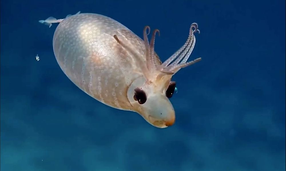 Découvrez le "calamar porcelet", ce petit animal bien plus mignon qu'un vrai porcelet