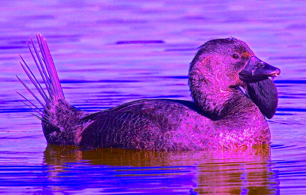 Écoutez un canard australien dire « Espèce d'idiot ! » comme un humain