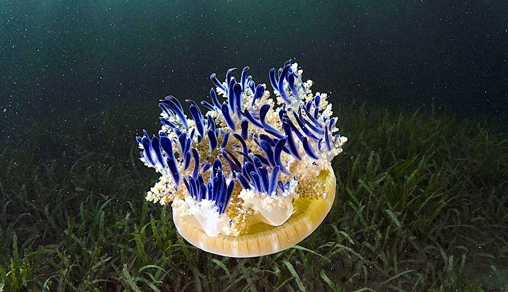 Une espèce particulière de méduse des mangroves lance des "grenades à mucus urticant'' pour chasser