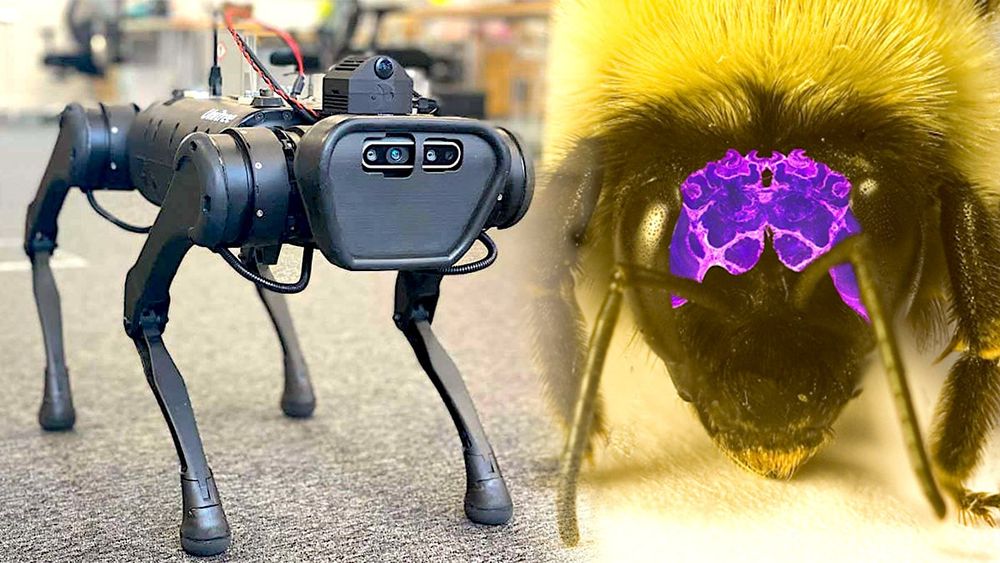 Un "cerveau artificiel" inspiré de celui d'insectes permet de guider un robot avec peu d'énergie