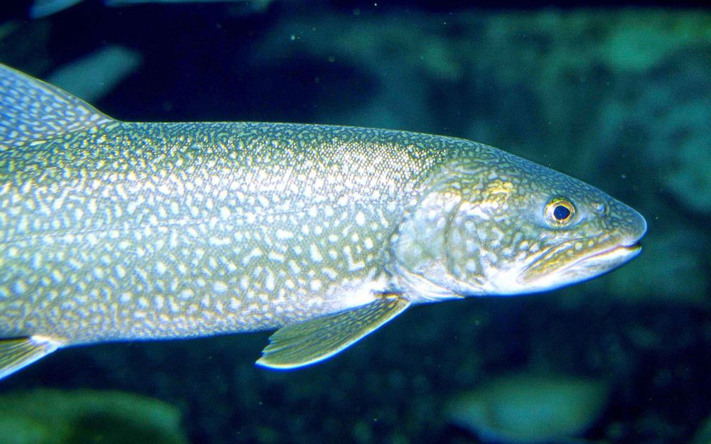 Le cerveau des poissons grossit lorsqu'ils réfléchissent davantage et rétrécit dans le cas contraire