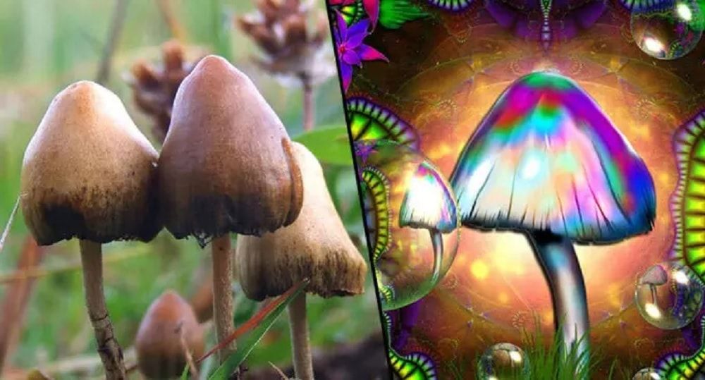 Un homme s'injecte des champignons hallucinogènes : il se retrouve à l'hôpital avec une défaillance d'organes