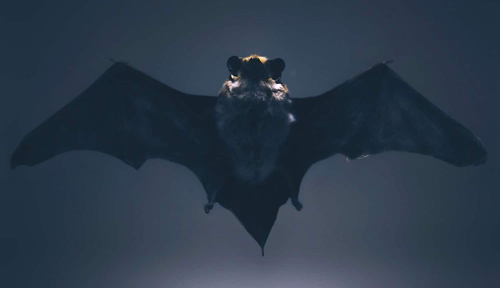 Les chauves-souris connaissent la vitesse du son dès la naissance