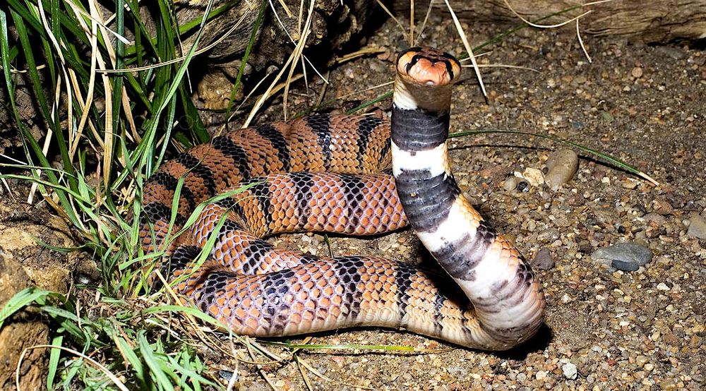 Des organoïdes développés en laboratoire produisent du vrai venin de serpent